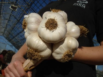 Picture of Garlic Bulbs Solent Wight (Softneck) - Delivery From Mid Oct